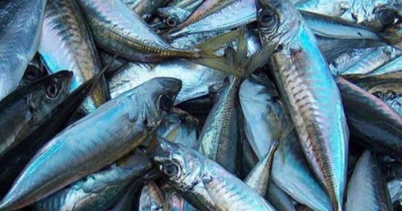 Serdar Balıkçılık Gıda Sanayi Nakliyat Turizm Ve Ticaret Ltd. Şti.