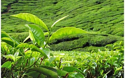 Birliksan Birlik Giyim Sanayi Ve Ticaret A.Ş.