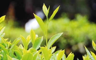 Çay İşletmeleri Genel Müdürlüğü