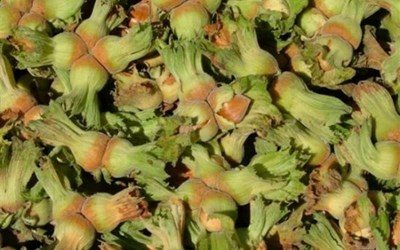 Mazlumoğlu Tarım Ürünleri Ticaret Ve Nakliyat Ltd. Şti. - Eski Hal Şubesi