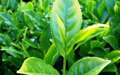 Özaltın Çay Sanayi Ve Ticaret A.Ş.