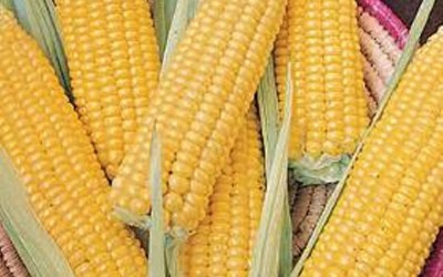 Birlik Tarım Ürünleri Nakliyat İnşaat Taahhüt