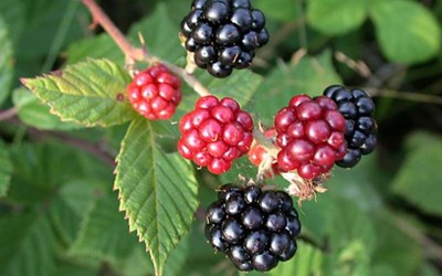 Kafkasya Sanayi Ürünleri Ve Zirai Üretim Ticaret Ltd. Şti.