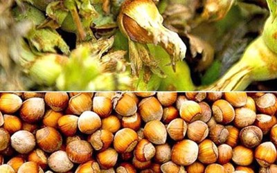 Yalın Tarım Ürünleri Turizm Ve Ticaret Ltd. Şti.