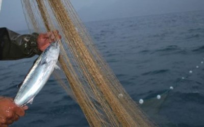 Yahya Denizer Gıda Maddeleri