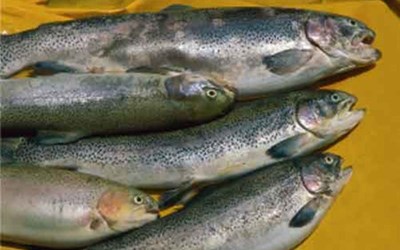 Meis Su Ürünleri Avcılığı