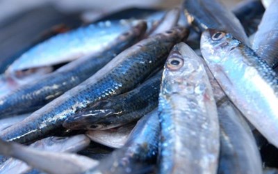 Omega 61 Karadeniz Su Ve Tarım Ürünleri Ticaret Limited Şirketi