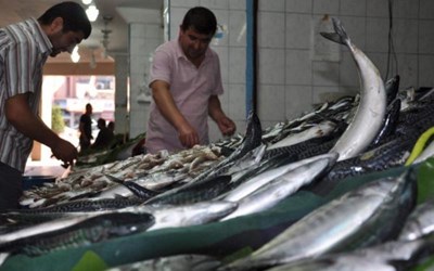 Ahmet Köroğlu - Köroğlu Balıkçılık