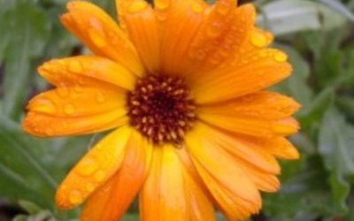 Menekşe Çiçekçilik