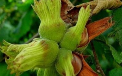 Panda Gol-Den Tarım Ürünleri Seracılık Ticaret Ltd. Şti.