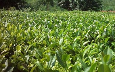 Akın Çay Gıda Ve İnşaat Sanayi Ticaret A.Ş. - Trabzon Hayrat Şubesi