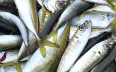 Trabzon Su Ürünleri Ve Gıda Maddeleri Sanayi Ticaret Ltd. Şti.