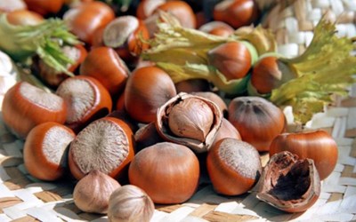 Kutlu Tarım Ürünleri Sanayi Ve Ticaret Ltd. Şti.