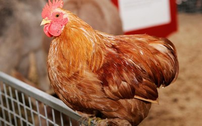 T-Tav Tavukçuluk Pazarlama İnşaat Ticaret Ltd. Şti.