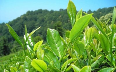 Çay İşletmeleri Genel Müdürlüğü Araklı Çay Fabrikası Müdürlüğü