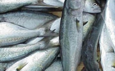 Salmon Su Ürünleri