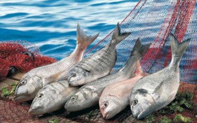 Karakaş Su Ürünleri Sanayi Balıkçılık Ticaret Ltd.Şti.