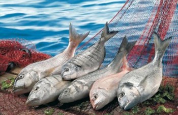 Karakaş Su Ürünleri Sanayi Balıkçılık Ticaret Ltd.Şti.