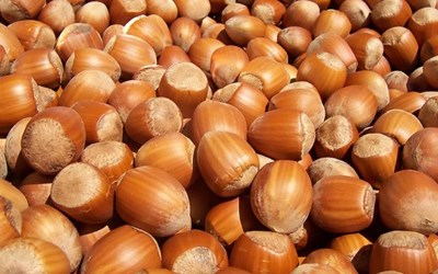 Gürsoy Fındık Gıda Plastik Geri Dönüşüm Ve Mobilya Sanayi İnşaat Nakliyat Turizm Ticaret Ltd. Şti.