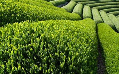 Erol Eczacılık Ve İlaç Sanayi Danışmanlık Hizmetleri Ticaret Ltd.Şti.