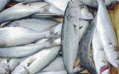 Dalyan Su Ürünleri Ve Gıda Sanayi Nakliyat Ticaret Ltd. Şti.