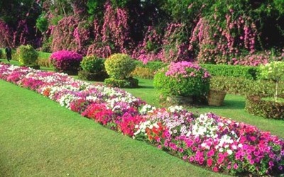 Sahra Tasarım Peyzaj