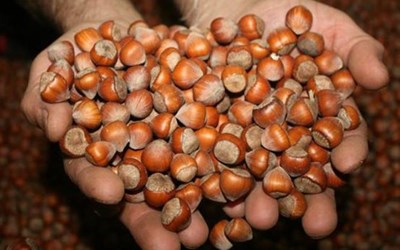 Arsin Fındık Tarım Satış Kooperatifi Sınırlı Sorumlu 231 Sayılı