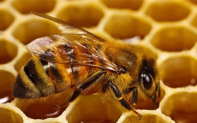 Melikzade Arıcılık - Kadriye Melikoğlu