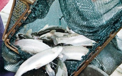 Bayramoğlu Su Ürünleri