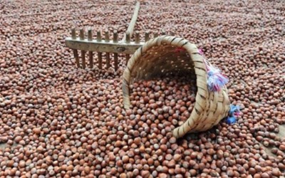 Kamiloğlu Ticaret - Mesut Kamil