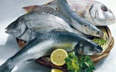 Kibar Deniz Ürünleri Gemi Acenteliği  Gemi Sanayi Ticaret Ltd. Şti.