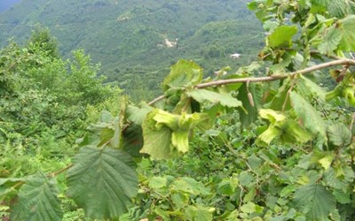 Pirsan Gıda Ve Tarım Ürünleri Sanayi İnşaat